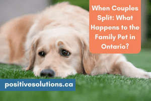 When Couples Split: What Happens to the Family Pet in Ontario?